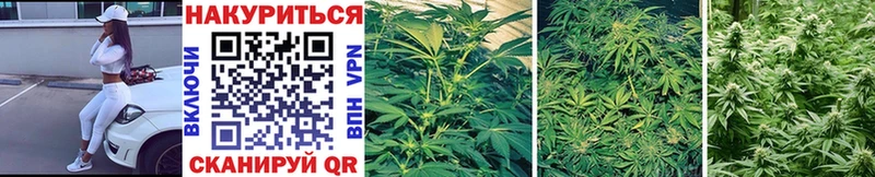 Каннабис OG Kush хочу Будённовск